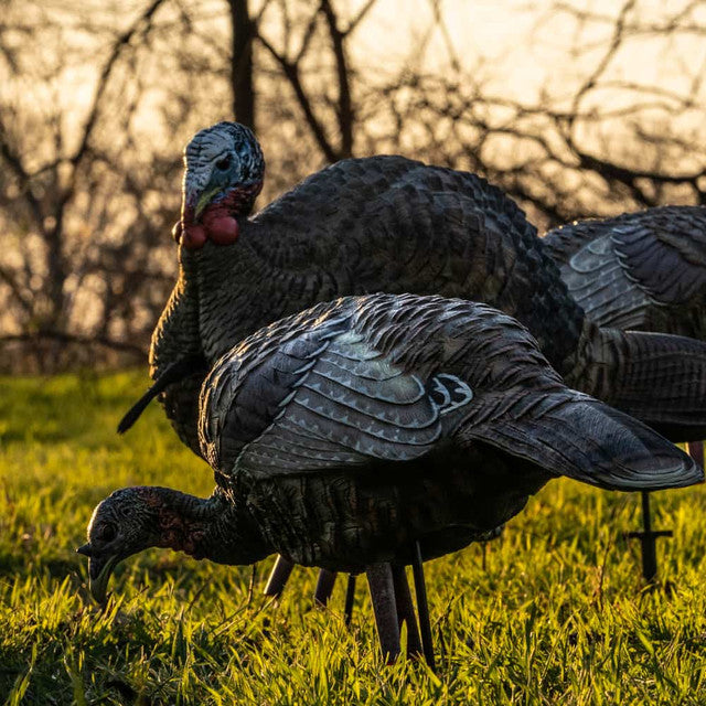 AVIAN-X LCD Feeder Hen