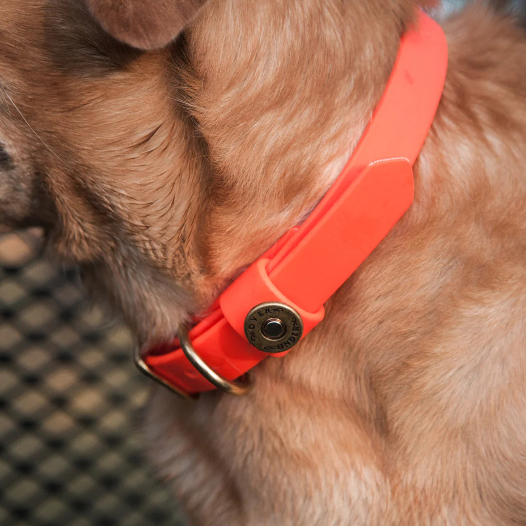 Over Under Water Dog Collar, Blaze Orange