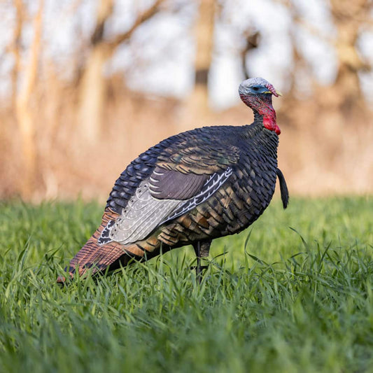 AVIAN-X LCD Quarter-Strut Jake
