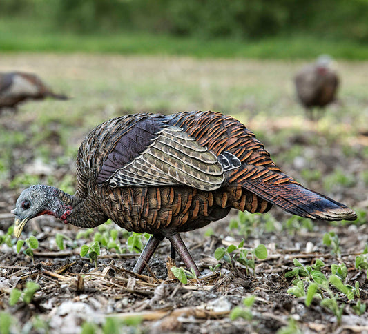 AVIAN-X LCD Feeder Hen